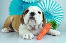 English Bulldog Female and Male Puppies.