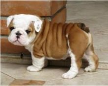 English Bulldog puppies ready for adoption