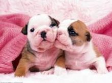 English Bulldog puppies ready for adoption (607)431-8064