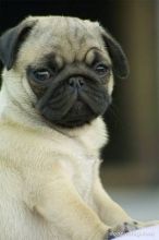 Adorable M/F Pug Puppies Available For Adoption.(607)431-8064