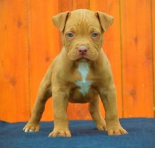 American Pitt Bull Terrier Puppies M/F Red and Blue Nose contact us at (860) 470-4827