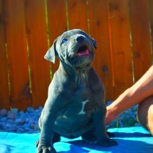 Playful M/F red & Blue Nose Pitt Bull terrier puppies text us at (860) 470-4827