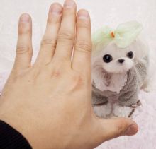 Super cutie lovely m/f Teacup maltese puppies now requesting a caring home for adoption