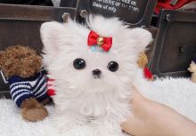 Gorgeous male and femaletiny teacup maltese Puppies for sale