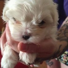 HHSYE Potty Train Teacup maltese puppies for sale