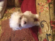 HS Awesome baby tiny teacup Maltese pupp for the family and love ones