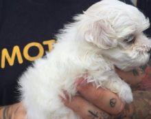 HSGS Quality lovely tea cups puppies now available for adoption