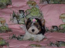 Male and female Yorkie Puppies..(210) 591-2827
