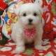 my sweet maltese pupies for sale