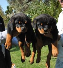 Quality German Shepherd puppies