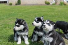 Quality Male and Female Siberian Husky Puppies For Sale.www.huskyheavens.com