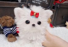 Quality socialized Tiny Teacup maltese pups now ready for adoption