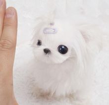 SHE Heart taken beautiful teacup maltese pupps now ready for a new home