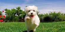 Super Adorable Maltese Puppies