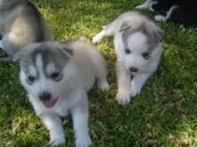 Three Siberian Husky Puppies/