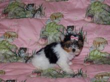 Yorkie Puppies for Adoption for good hoem