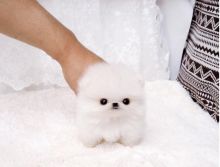 3 pomeranian Image eClassifieds4u