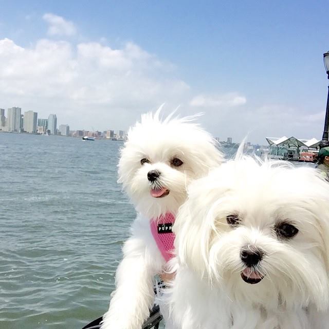 AKC Awesome Bichon Frise Image eClassifieds4u