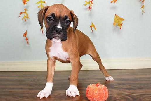 boxer pupies for sale Image eClassifieds4u