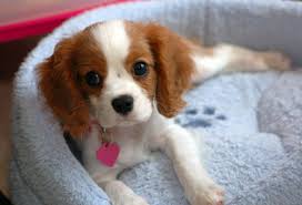 Cavalier Designer Breed Female Pup! Image eClassifieds4u