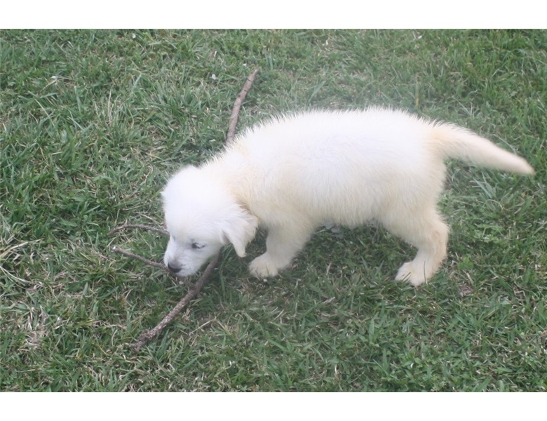 Cream Golden Golden puppy text or call (470) 222-6018 Image eClassifieds4u