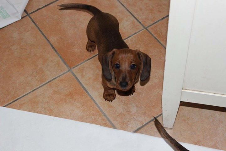 Dachshund Image eClassifieds4u