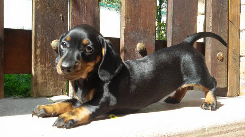 Dachshund Image eClassifieds4u