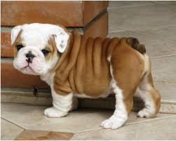 English Bulldog puppies ready for adoption Image eClassifieds4u