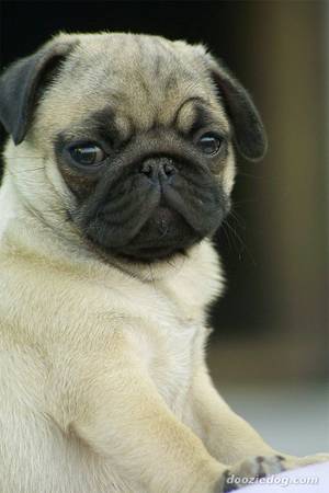 Adorable M/F Pug Puppies Available For Adoption.(607)431-8064 Image eClassifieds4u