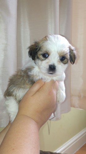 SHENNN Potty trained m/f teacup maltese babies now seeking a lovely family Image eClassifieds4u