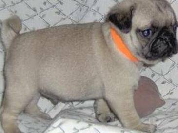 Home raised pug puppy(607)431-8064 Image eClassifieds4u