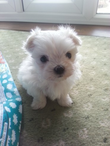 HSW Gentle Tea cups Maltese puppies now ready and available to go now Image eClassifieds4u
