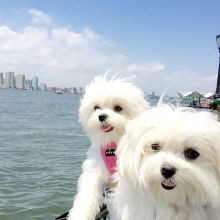 AKC Awesome Bichon Frise Image eClassifieds4U