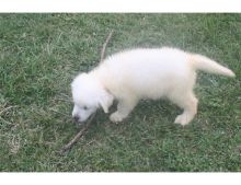 Cream Golden Golden puppy text or call (470) 222-6018 Image eClassifieds4u 2