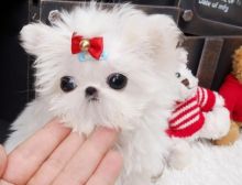 KSW Potty train lovely teacup maltese puppies now ready and available to go Image eClassifieds4u 2
