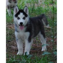 Male and female Siberian Huskies Fully vaccinated. Spayed . (208) 682-7460 Image eClassifieds4U