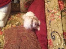 Maltese * Gorgeous Girls * xxTiny Toy size * Loving Image eClassifieds4U