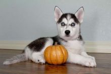 my happy new year husky puppies for sale Image eClassifieds4U