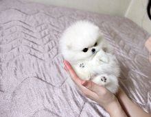 pomeranian puppies Image eClassifieds4u 1