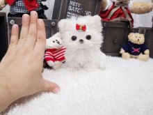 Pure breed charming maltese pups now ready and available for adoption Image eClassifieds4U