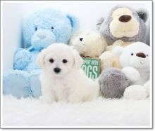 Pure Breed Pomeranian Puppies Image eClassifieds4U