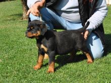 Quality German Shepherd puppies Image eClassifieds4u 2