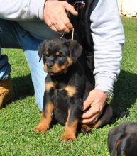 Quality German Shepherd puppies Image eClassifieds4u 3