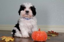 Shih Tzu-Male and female Image eClassifieds4U