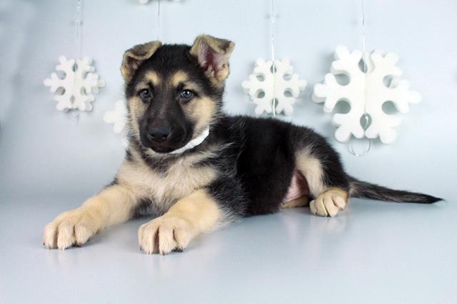 Outstanding German shepherd puppy for sale Image eClassifieds4u