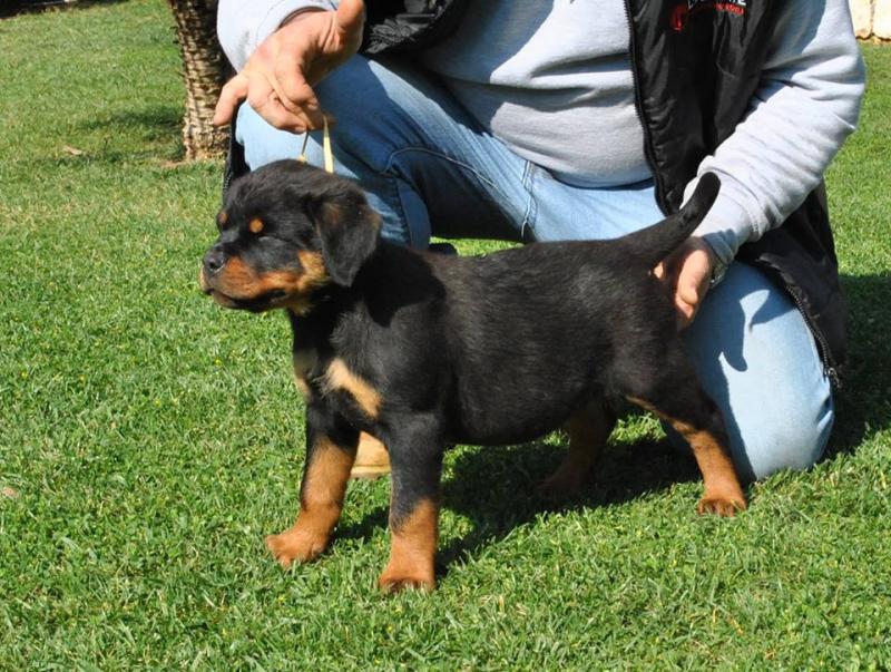 Quality German Shepherd puppies Image eClassifieds4u