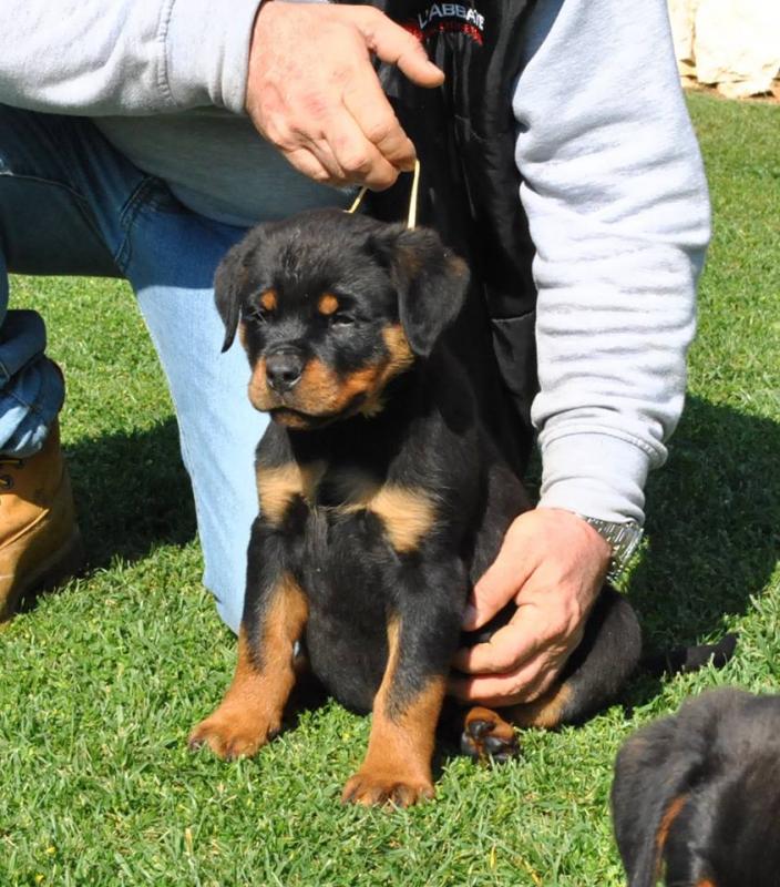 Quality German Shepherd puppies Image eClassifieds4u