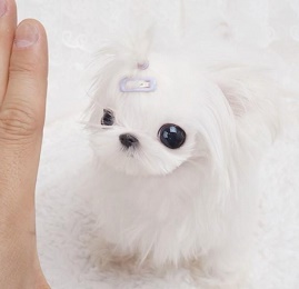 SHE Heart taken beautiful teacup maltese pupps now ready for a new home Image eClassifieds4u