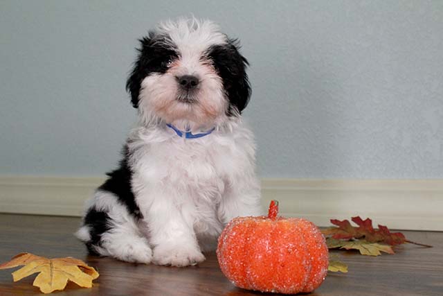 Shih Tzu-Male and female Image eClassifieds4u