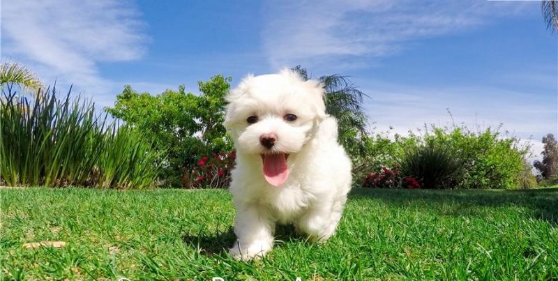Super Adorable Maltese Puppies Image eClassifieds4u